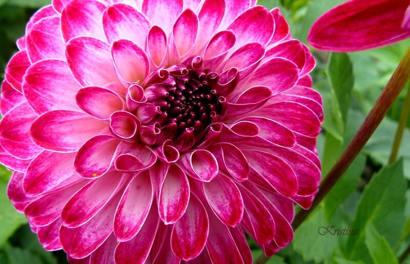 Pink Dahlia Flower — Vibrant, Summer