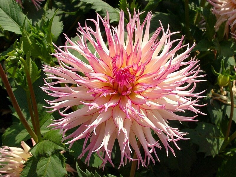 Pink Dahlia Flower — Vibrant