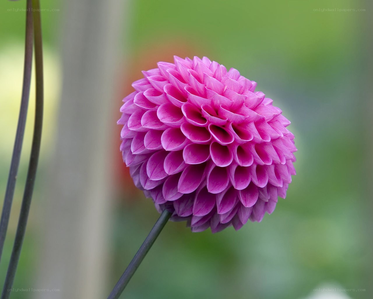Pink dahlia flower