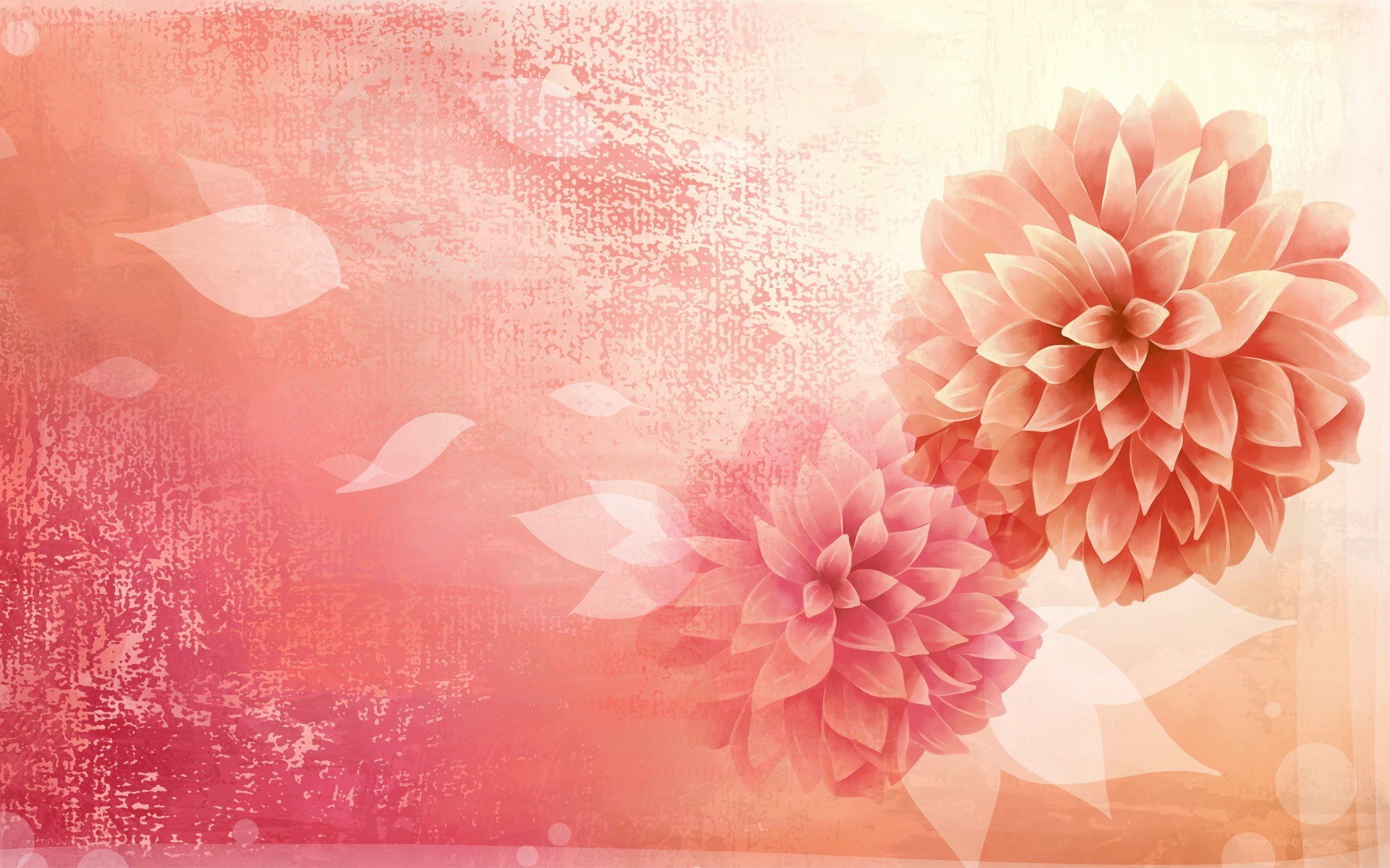 pink dahlia flowers background