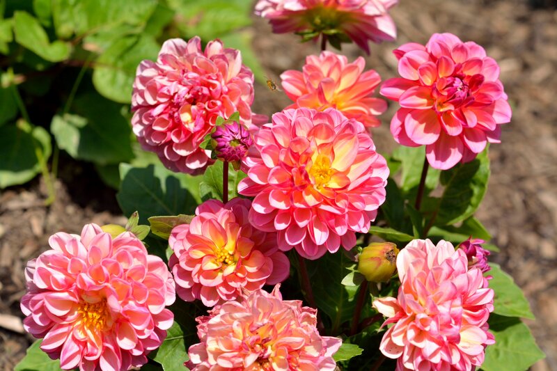 Pink Dahlia Flowers — Bright, Afternoon