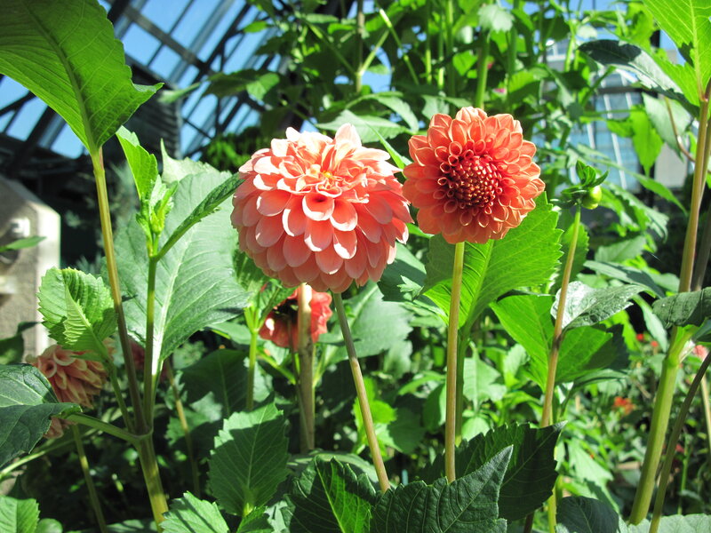 Pink Dahlia Flowers — Bright