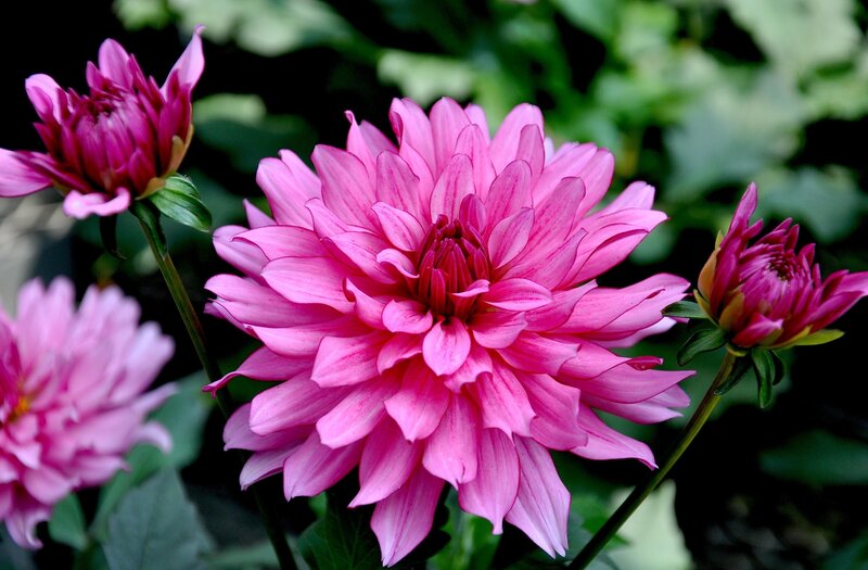 Pink Dahlia Flowers — Calm, Afternoon, Photograph, Leaves