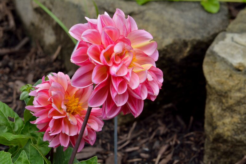 Pink Dahlia Flowers — Calm, Afternoon, Photograph, Rocks