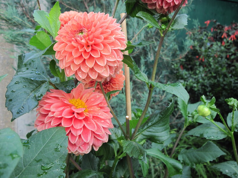 Pink Dahlia Flowers — Calm, Afternoon, Photograph