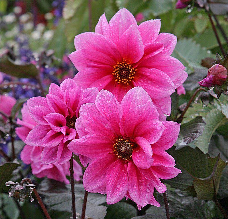 Pink Dahlia Flowers — Calm, Afternoon