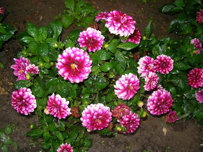 Pink Dahlia Flowers — Calm, Night