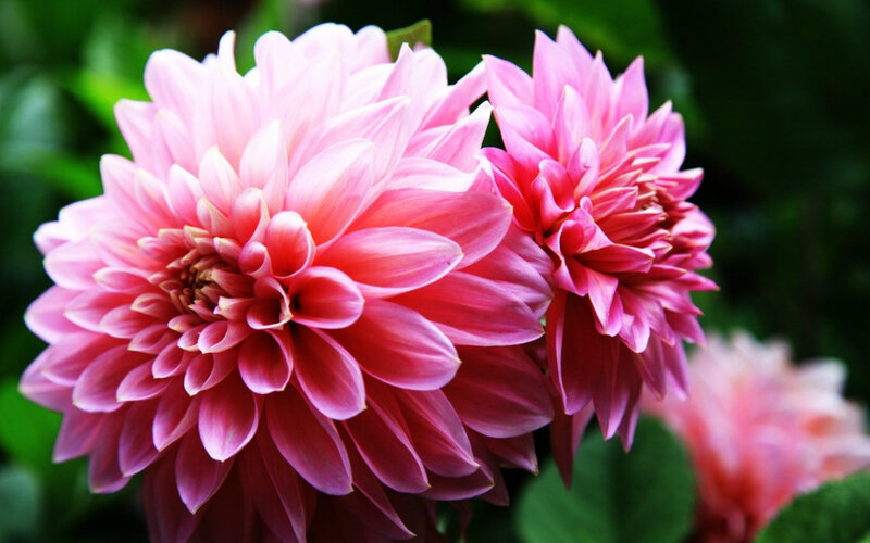 Pink Dahlia Flowers — Calm, Photograph, Green Leaves, Flower