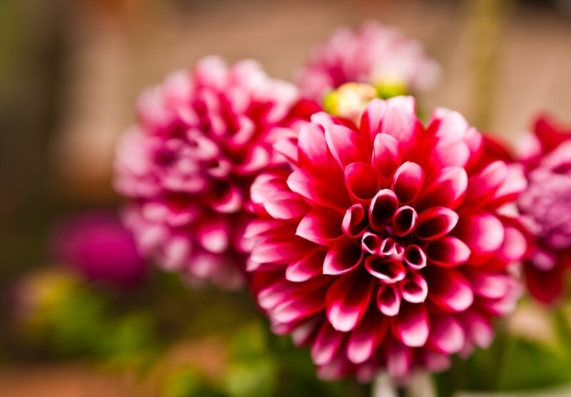 Pink Dahlia Flowers — Calm, Photograph