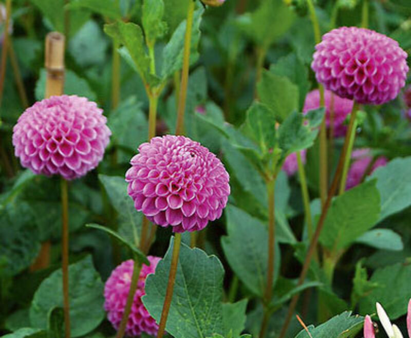 Pink Dahlia Flowers — Calm, Summer