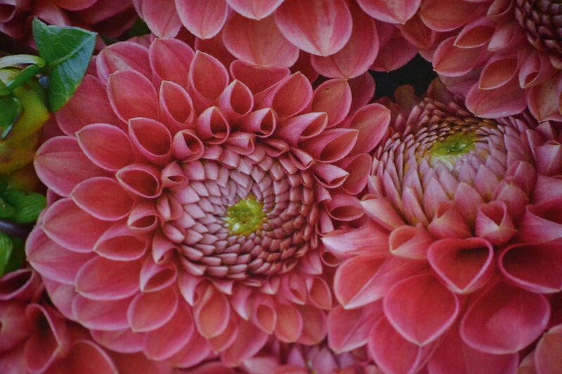 Pink Dahlia Flowers — Calm