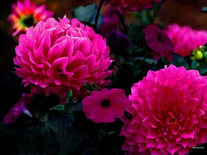 Pink Dahlia Flowers — Dramatic