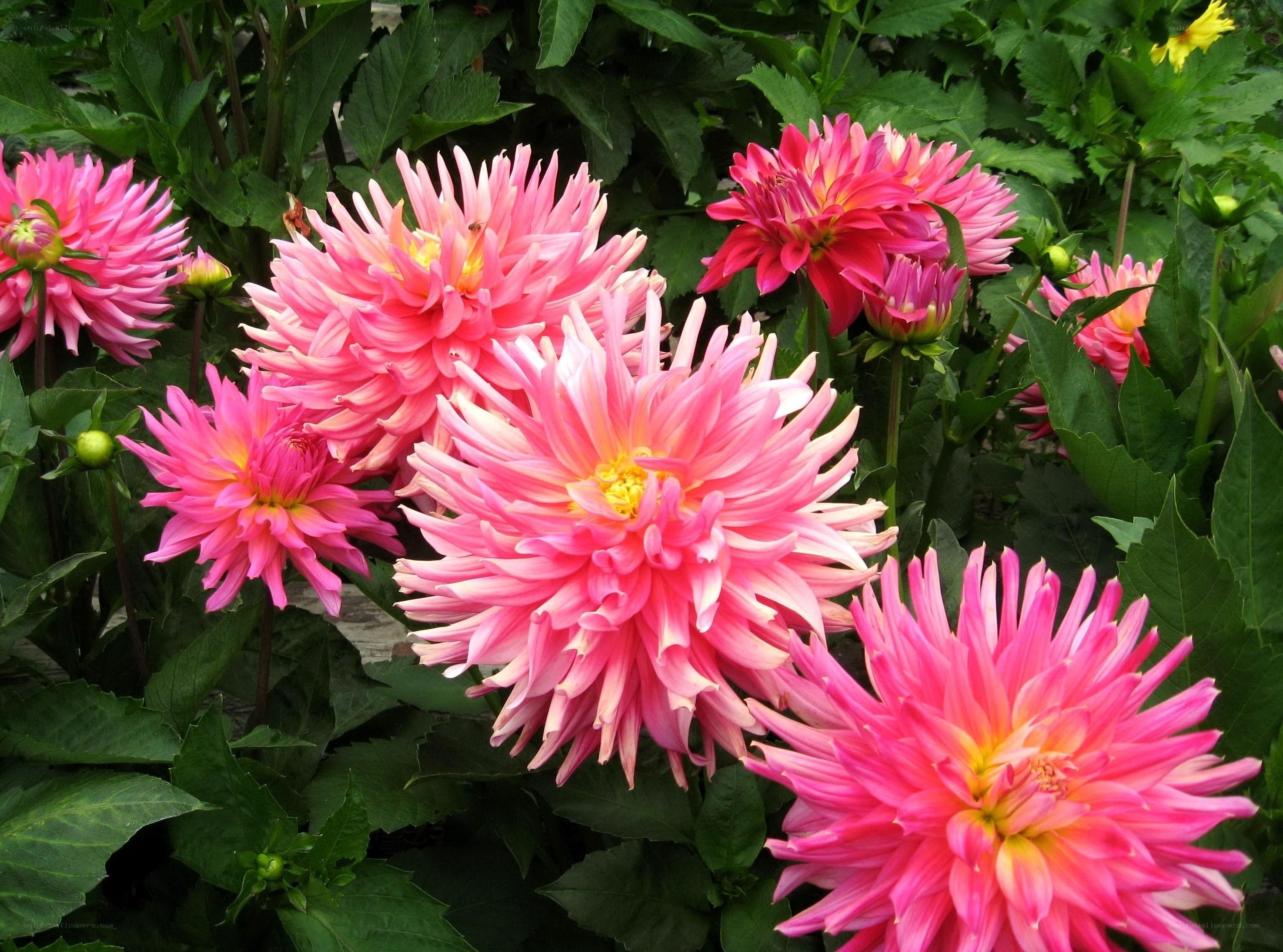 Pink dahlia flowers in bloom