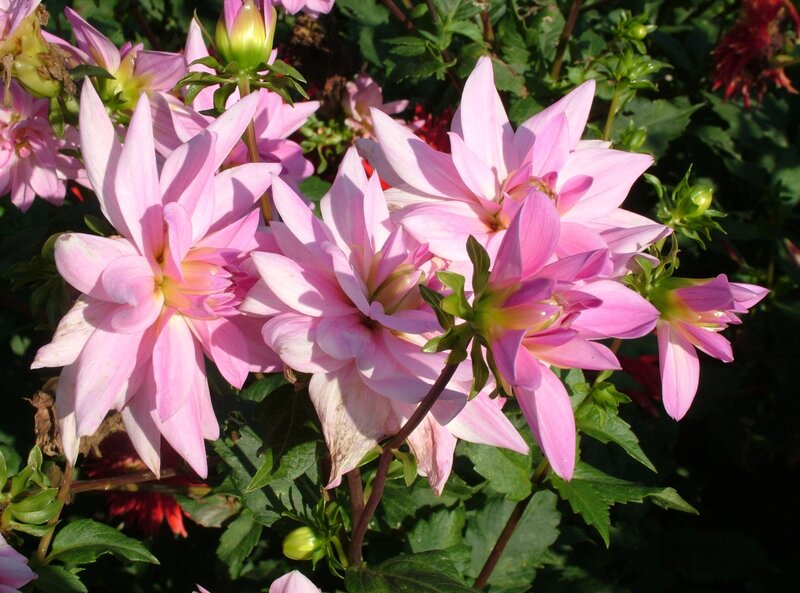Pink dahlia flowers in bloom