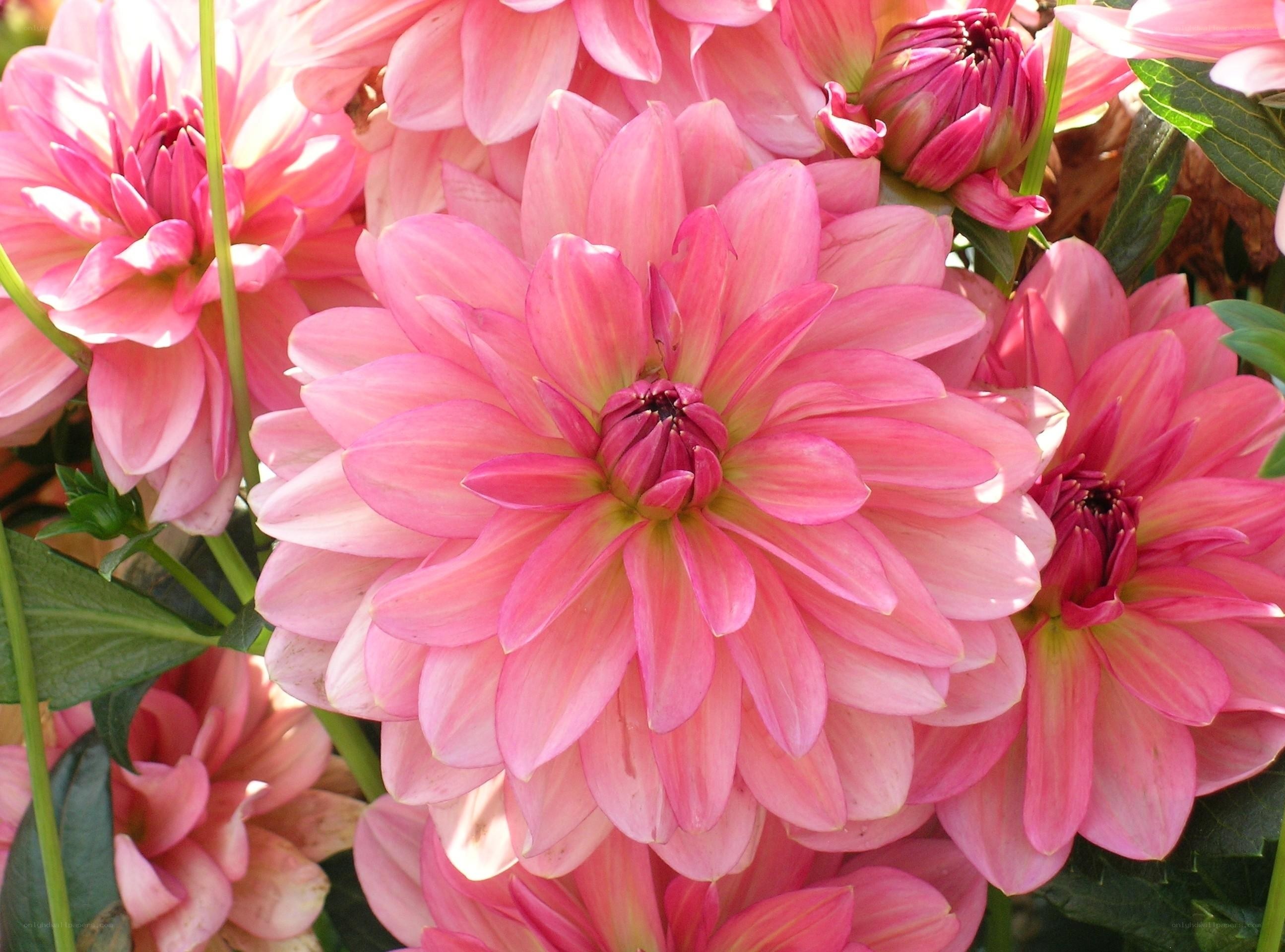 Pink dahlia flowers in bloom