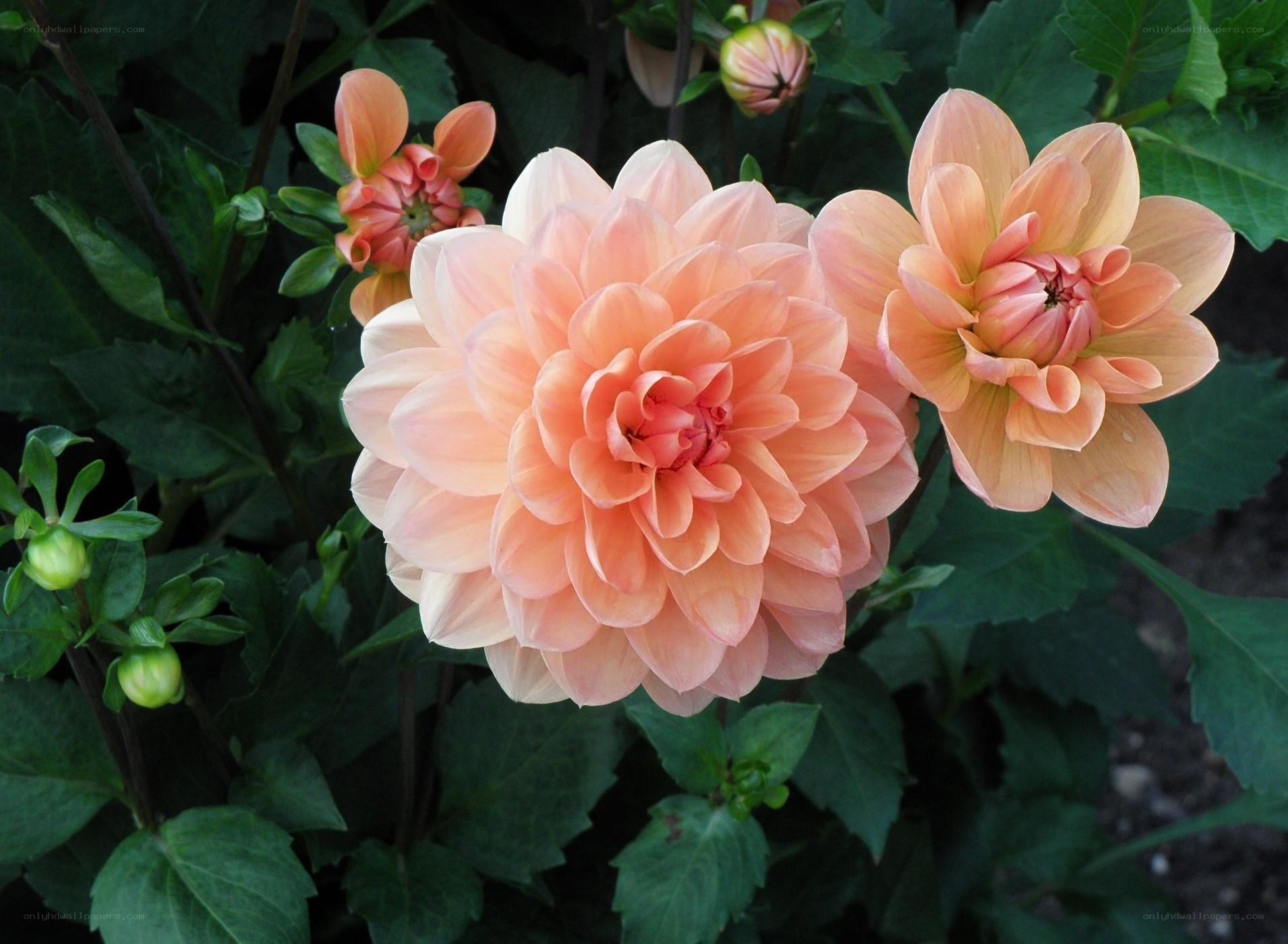 Pink dahlia flowers in bloom