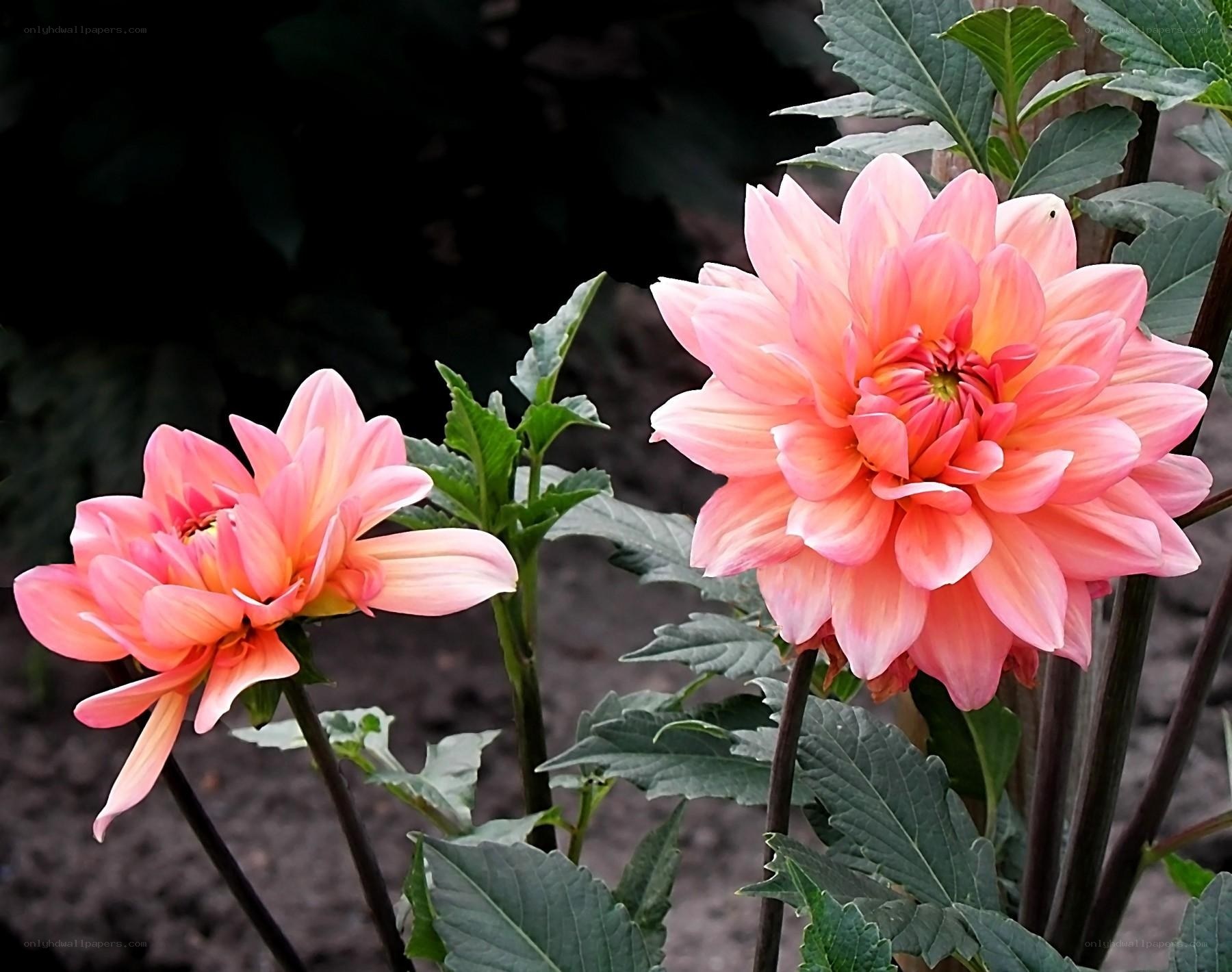 Pink dahlia flowers in bloom