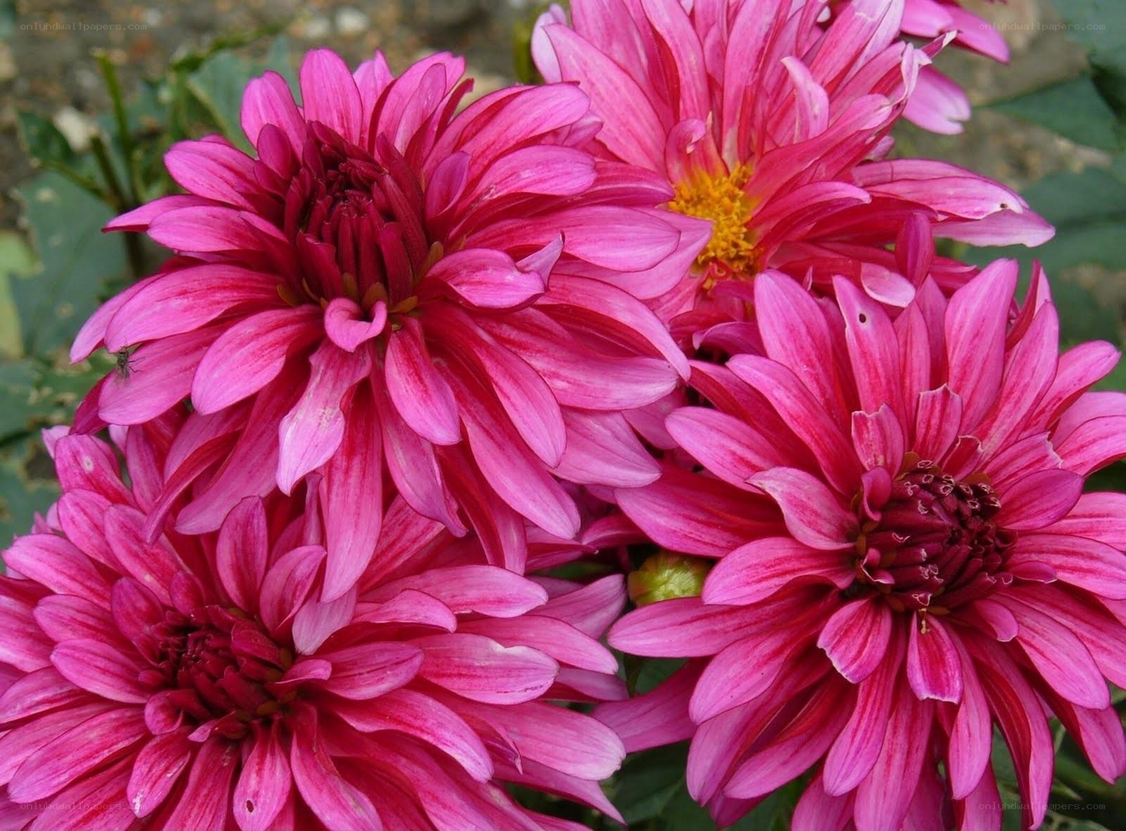 Pink dahlia flowers in bloom