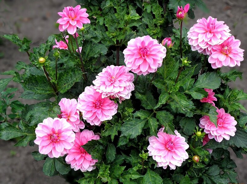 Pink dahlia flowers in bloom