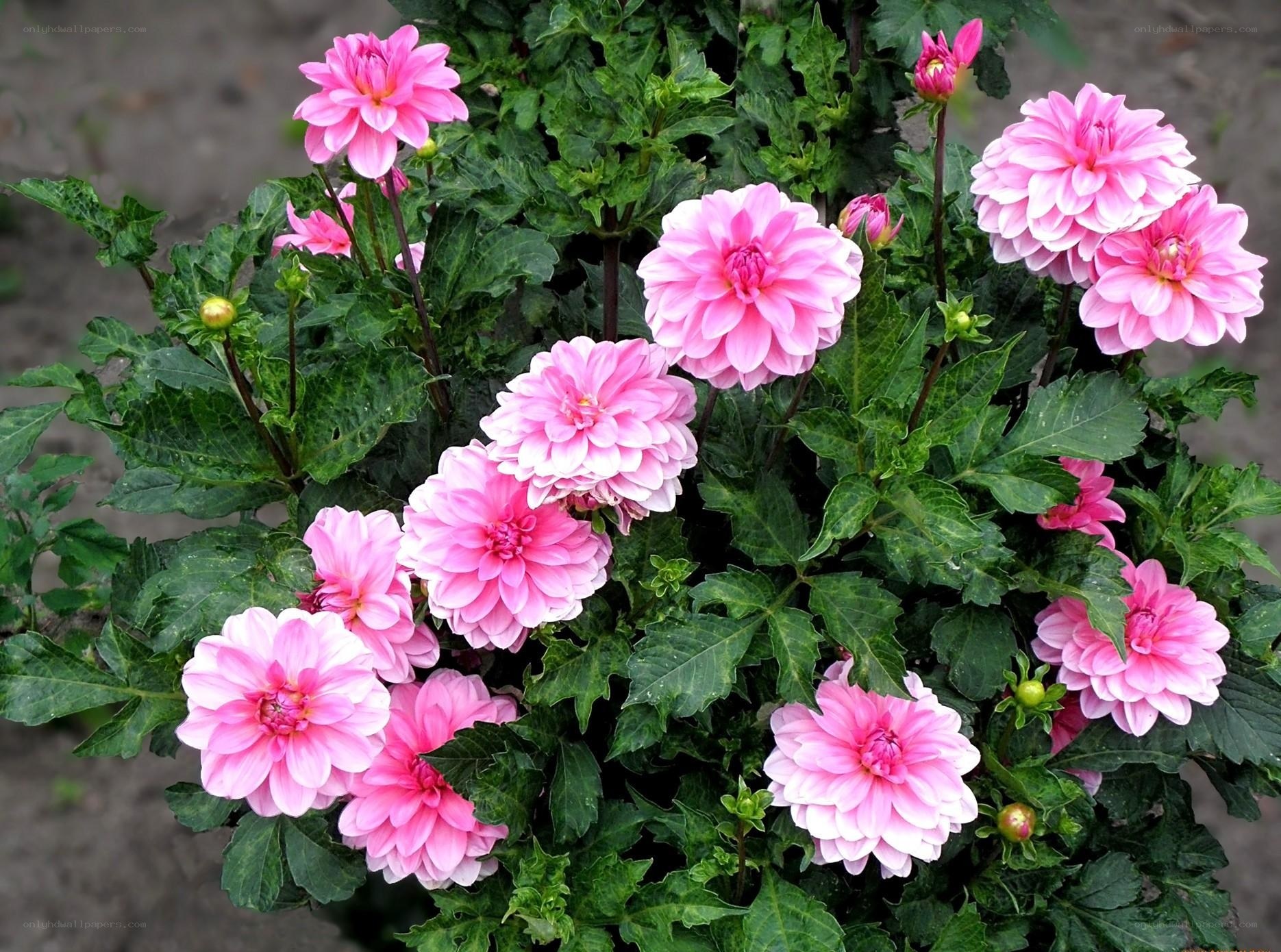 Pink dahlia flowers in bloom