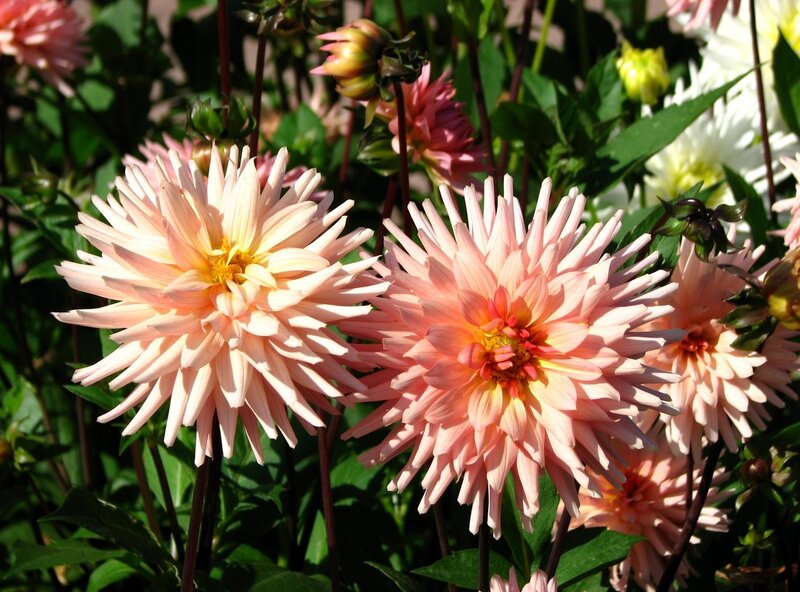 Pink dahlia flowers in garden