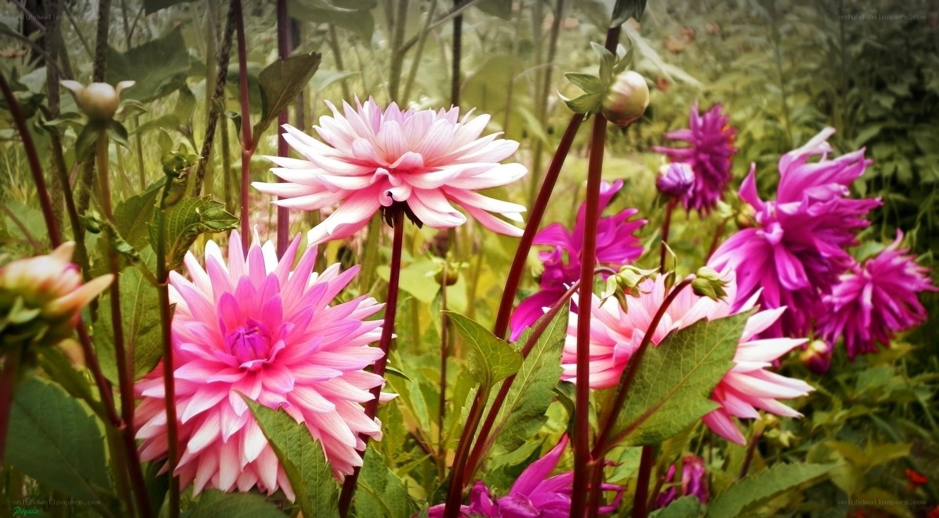 Pink dahlia flowers in garden