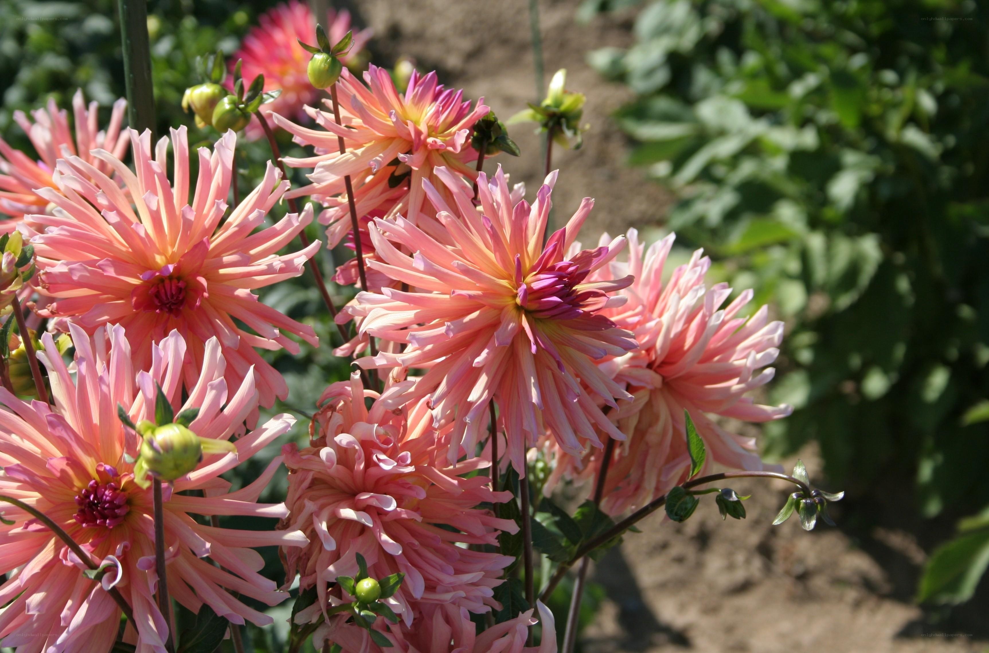 Pink dahlia flowers in garden