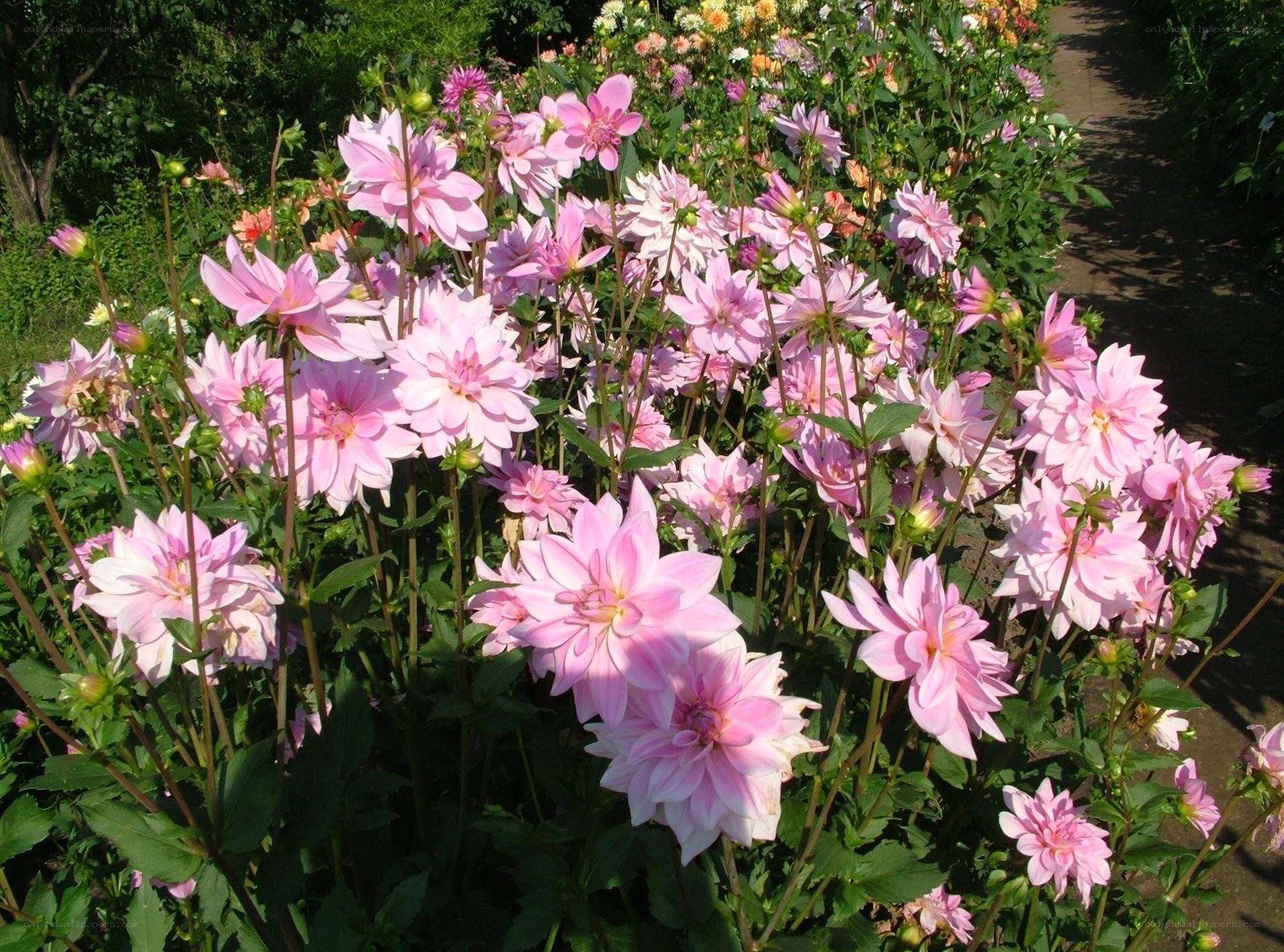 Pink dahlia flowers in garden