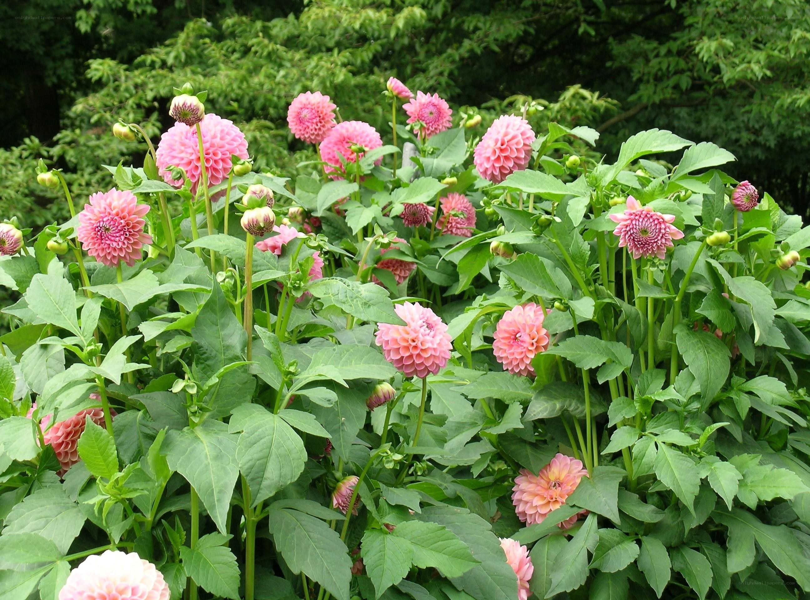 Pink dahlia flowers in garden