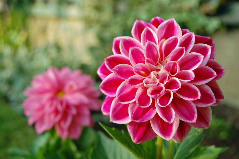 Pink dahlia flowers in garden