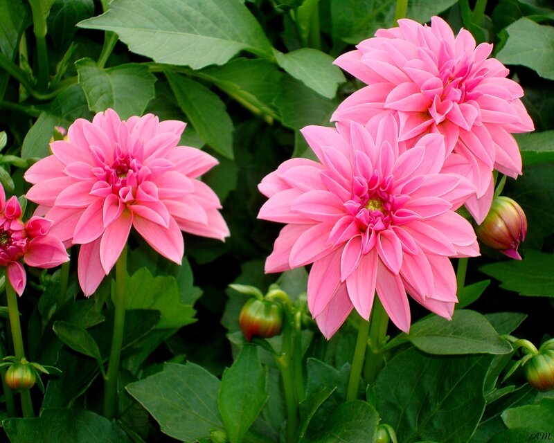 Pink dahlia flowers in garden