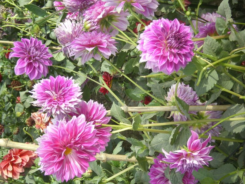 Pink dahlia flowers in garden
