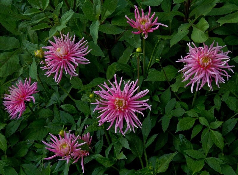 Pink dahlia flowers in garden
