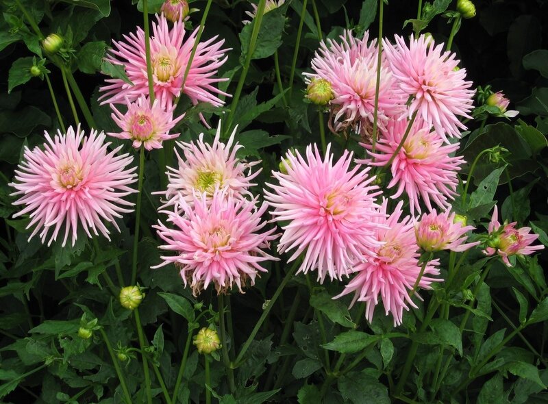 Pink Dahlia Flowers — Natural, Summer