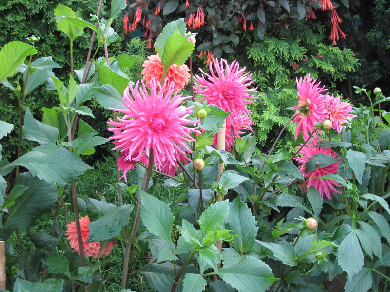 Pink Dahlia Flowers — Natural