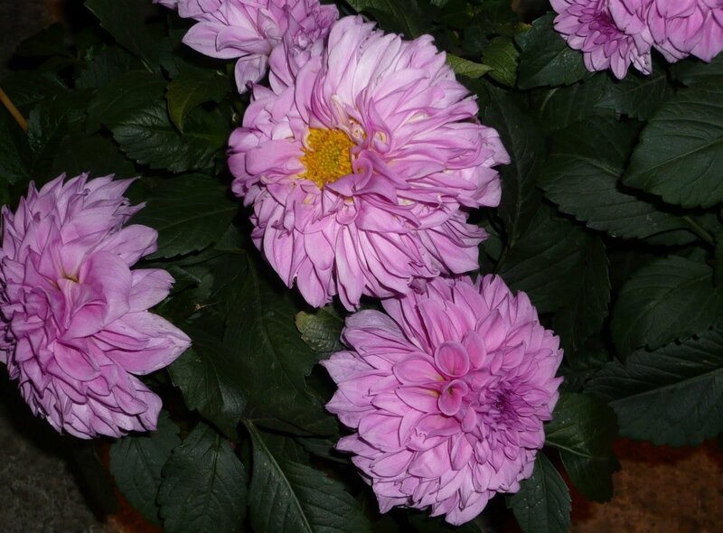 Pink Dahlia Flowers — Purple, Calm