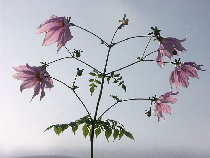 Pink Dahlia Flowers — Purple