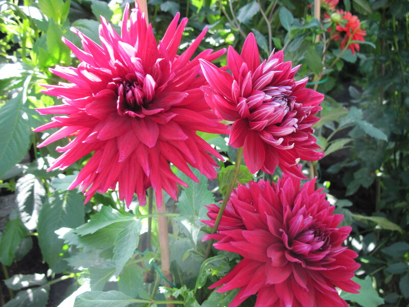 Pink Dahlia Flowers — Red, Natural
