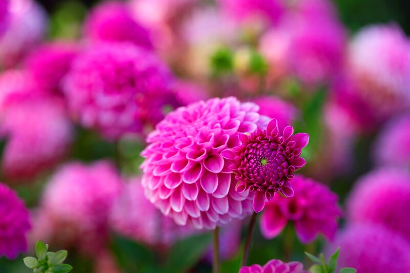 Pink Dahlia Flowers — Serene, Afternoon, Photograph, Green Leaves, Bloom