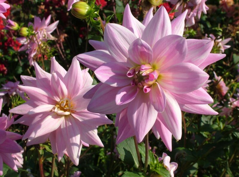 Pink Dahlia Flowers — Serene, Afternoon, Photograph, Green Leaves, Flower Buds, Sunlight