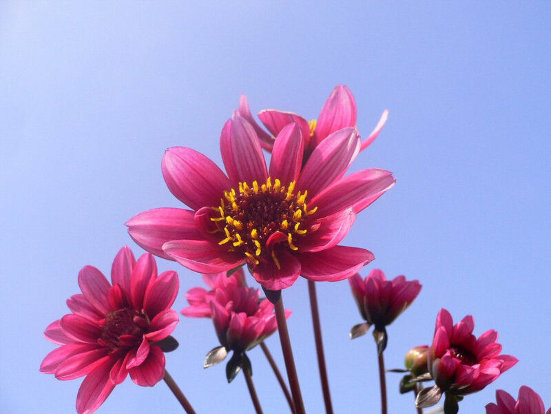Pink Dahlia Flowers — Serene, Afternoon, Photograph, Sky