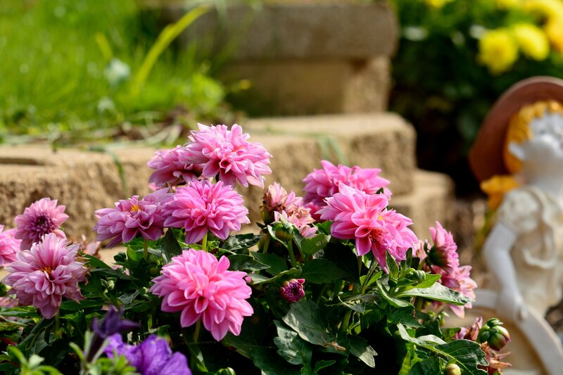 Pink Dahlia Flowers — Serene, Afternoon, Photograph, Statue