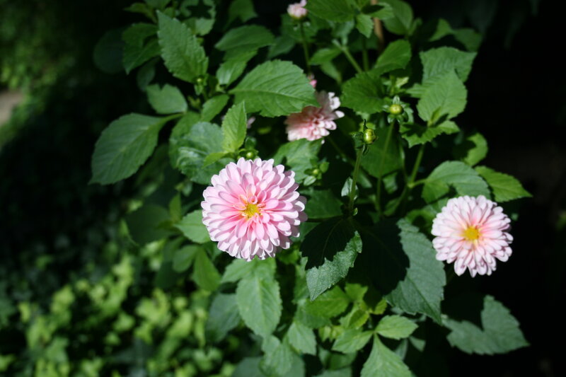 Pink Dahlia Flowers — Serene, Afternoon, Photograph