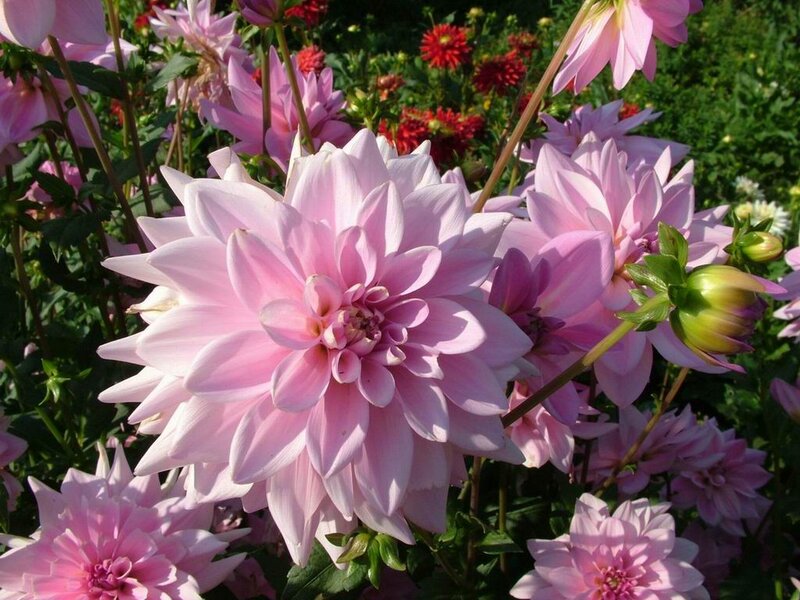 Pink Dahlia Flowers — Serene, Afternoon