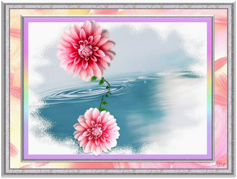 Pink Dahlia Flowers — Serene, Digital Art