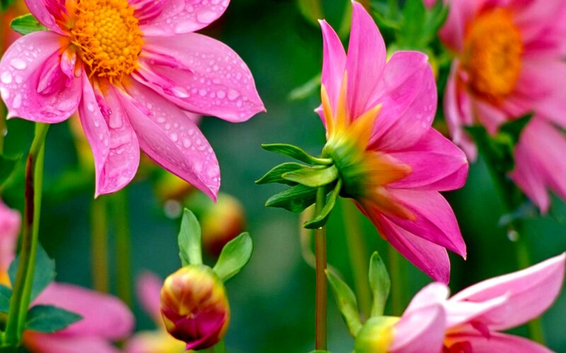 Pink Dahlia Flowers — Serene, Morning, Photograph