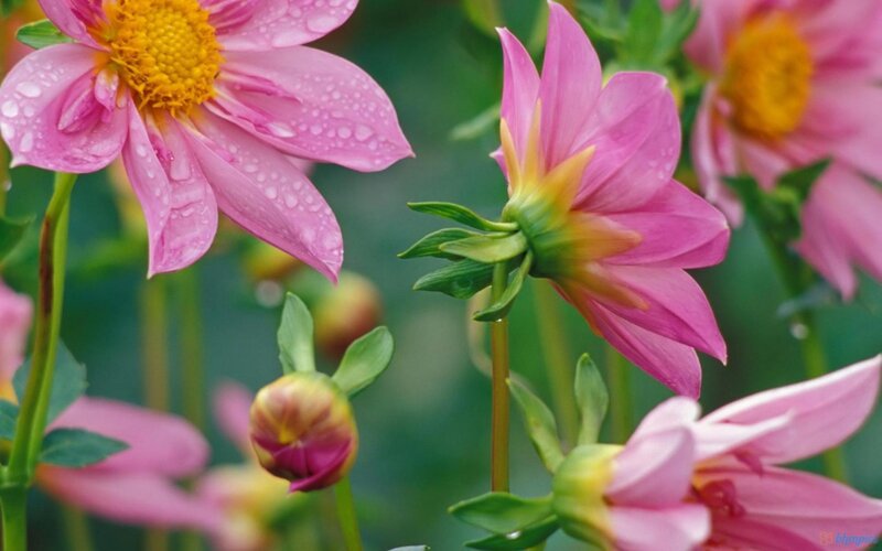 Pink Dahlia Flowers — Serene, Morning