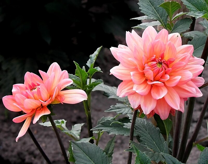 Pink Dahlia Flowers — Serene, Photograph, Leaves