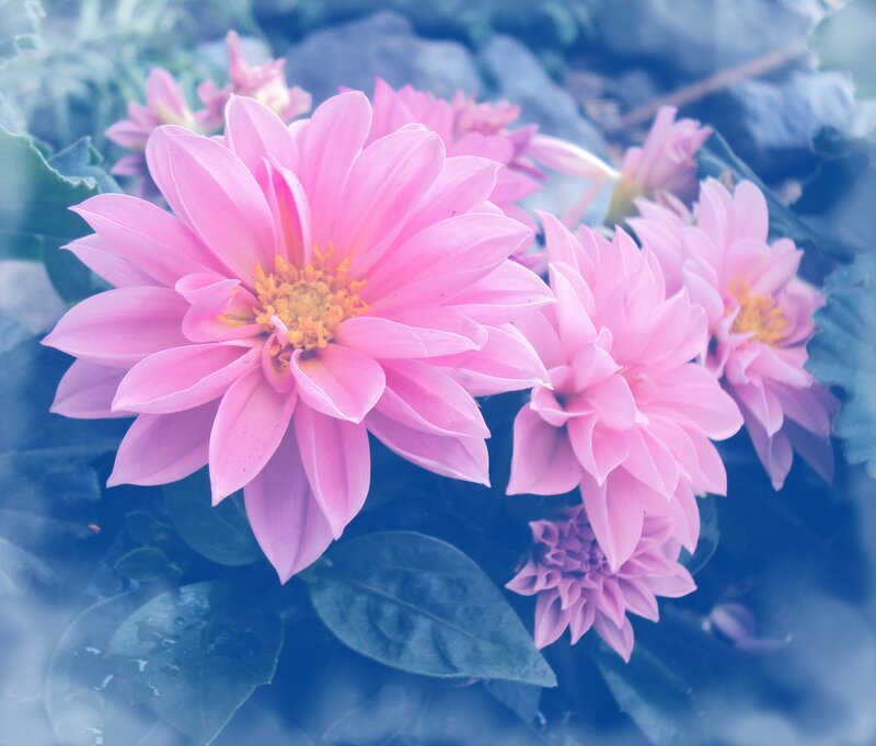 Pink Dahlia Flowers — Serene, Photograph