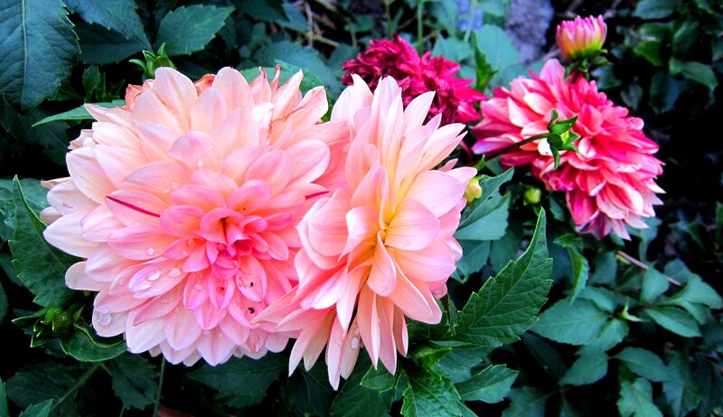 Pink Dahlia Flowers — Serene, Summer